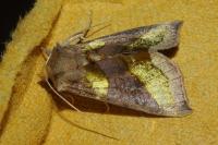 Diachrysia chrysitis