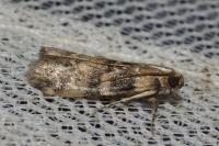 Euzophera pinguis
