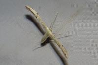 Adaina microdactyla