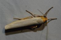 Eilema caniola