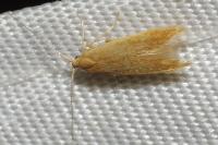 Coleophora flavipennella/lutipennella
