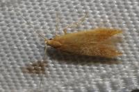 Coleophora flavipennella/lutipennella