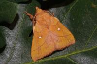 Odonestis pruni