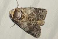 Cossus cossus
