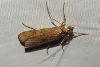 Nomophila noctuella
