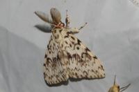 Lymantria monacha
