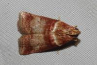 Acrobasis tumidana