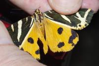 Euplagia quadripunctaria