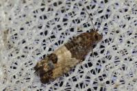 Spilonota ocellana
