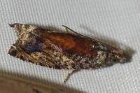Epinotia nisella