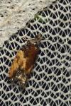 Epinotia nisella