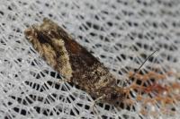 Epinotia nisella