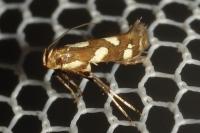 Calybites phasianipennella
