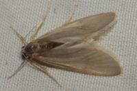 Acentria ephemerella