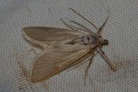 Acentria ephemerella
