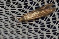 Coleophora