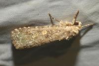 Spodoptera exigua