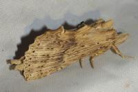 Pterostoma palpina