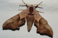 Smerinthus ocellatus