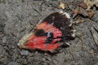 Catocala electa