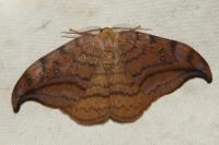 Drepana curvatula