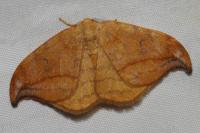 Drepana curvatula