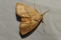 Apoda limacodes