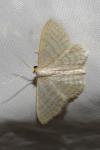 Idaea subsericeata