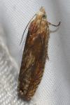 Eucosma