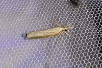 Pediasia contaminella