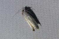 Yponomeuta
