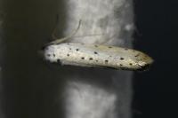 Yponomeuta