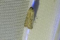 Phycitodes