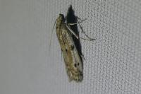 Phycitodes