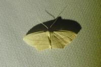 Scopula emutaria