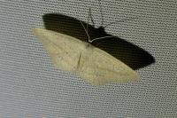 Scopula emutaria