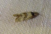 Cochylis atricapitana