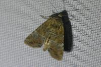 Mesoligia furuncula