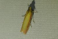 Oncocera semirubella