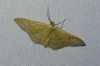 Idaea rubraria