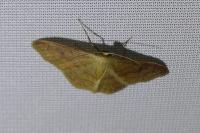 Idaea rubraria