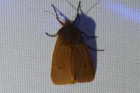 Phragmatobia fuliginosa
