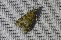 Eudonia mercurella