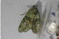 Cryphia algae
