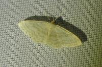 Idaea subsericeata