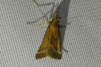 Synaphe punctalis