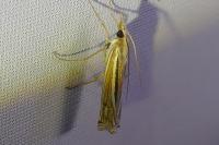 Ancylolomia tentaculella