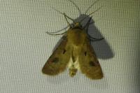 Agrotis exclamationis
