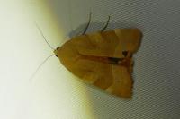 Noctua fimbriata