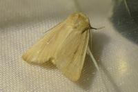 Mythimna sicula